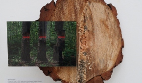 "Drzewa 3" Igora Omuleckiego